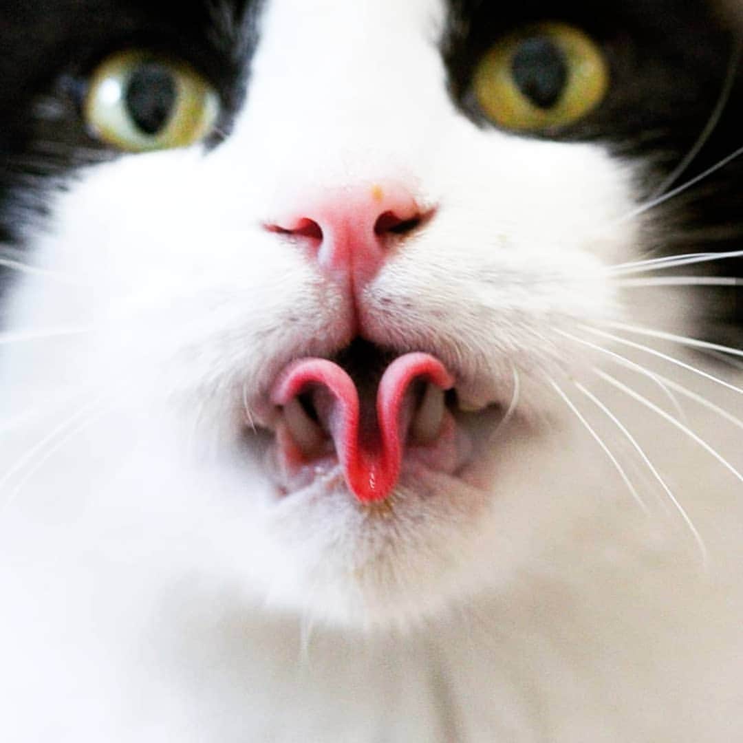 CatStockerのインスタグラム：「Hello! #catstocker is here!  Follow our FURRriend @cicthecat  Scroll right for more pictures 👉 . . . . . #cat #neko #mačka #chat #kočka #котка #kotek #kot #кіт #mače #кошка #кот #katze #gato #gatto  #子猫 #kattunge #猫 #고양이 #貓 #kedi #köttur #kissanpentu #חתול #кішка #子猫 #고양이새끼 #kitty #cats」