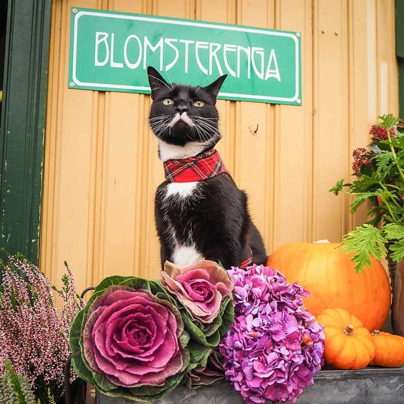 スターリンさんのインスタグラム写真 - (スターリンInstagram)「We went to visit our local flower shop @blomsterengakampen today, to snap some colourful photos and remind you all to shop local and support the small businesses in your neighbourhood ❤️💐🌻 Beautiful flowers, cool pots and best of all - super friendly shop keepers! 😻」10月15日 1時02分 - stalinthecat