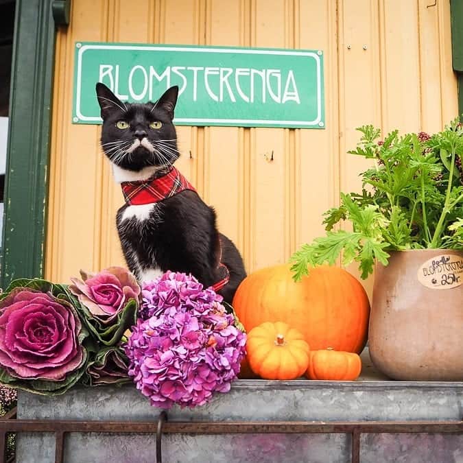 スターリンのインスタグラム：「We went to visit our local flower shop @blomsterengakampen today, to snap some colourful photos and remind you all to shop local and support the small businesses in your neighbourhood ❤️💐🌻 Beautiful flowers, cool pots and best of all - super friendly shop keepers! 😻」