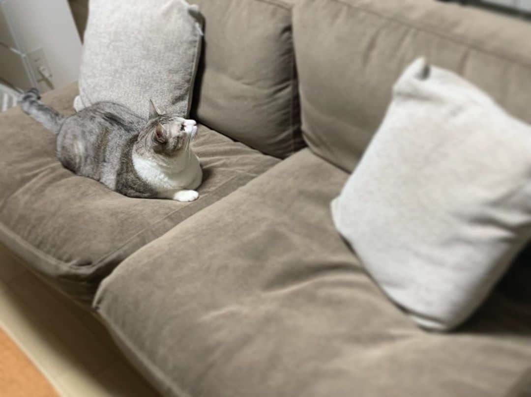 下村啓太さんのインスタグラム写真 - (下村啓太Instagram)「新しいソファにもすっかり慣れました。 #テンスタグラム #ゲンスタグラム #猫」10月15日 1時51分 - tengenkichi