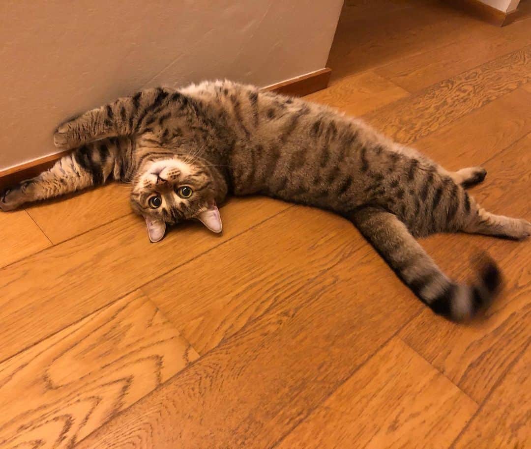 ウィスット・ポンニミットのインスタグラム：「#dorachan」