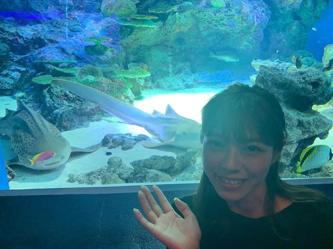 わちみなみのインスタグラム：「後ろに眠っているのは﻿ トラフザメでございます🥺💕💕﻿ #サメ活 ですね ﻿ わりかしずっとおなかをつけて？﻿ 休憩してるんだって笑﻿ ﻿ モコモコしてて可愛い系だった😊﻿マスコットにすぐされちゃいそう。 ﻿ ﻿ #わちみなみ #わちサメ #トラフザメ  #なかよし」