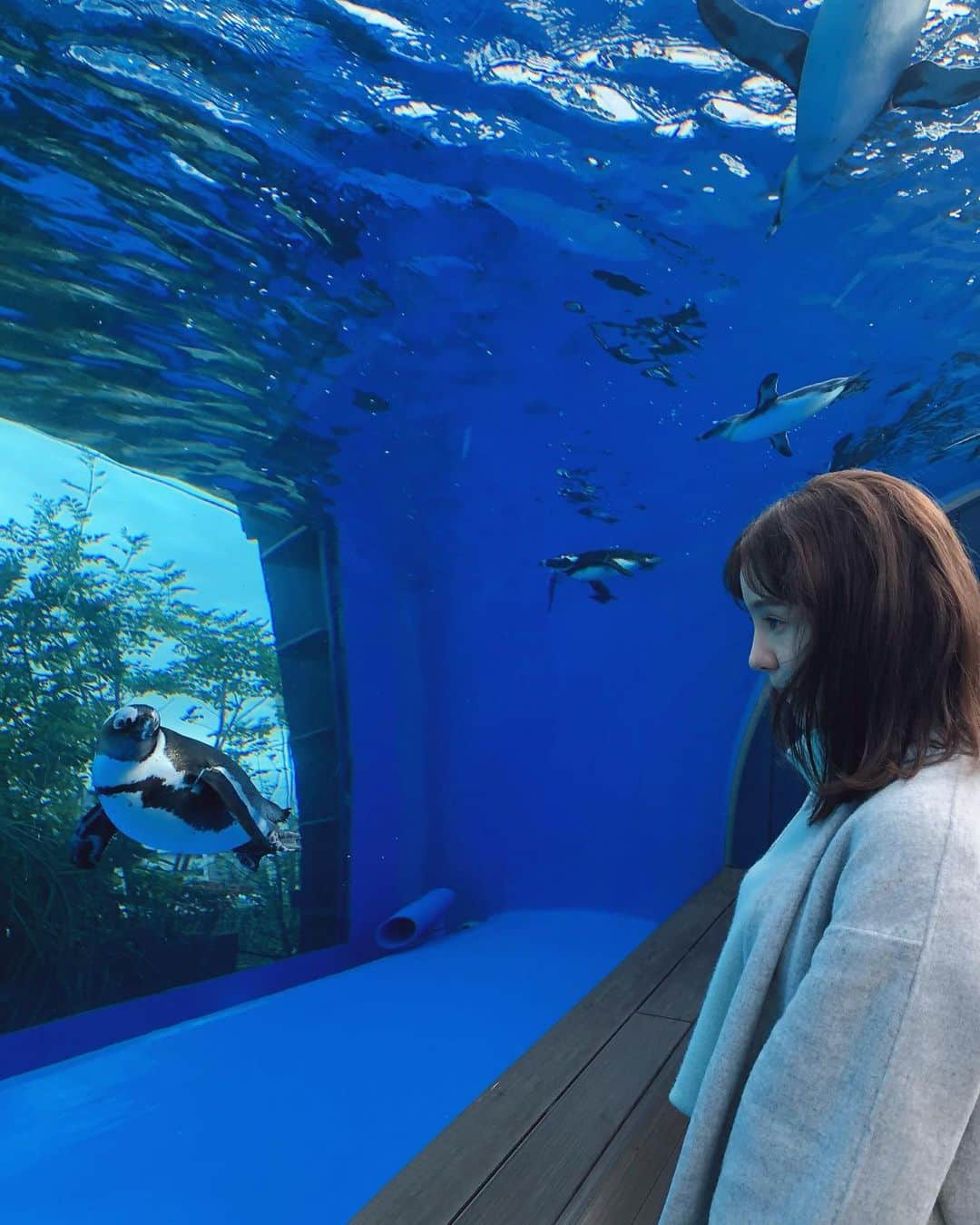 トリンドル玲奈さんのインスタグラム写真 - (トリンドル玲奈Instagram)「朝から水族館にて撮影🐧  午後も頑張っていきましょう!✊❤︎」10月15日 11時56分 - toritori0123