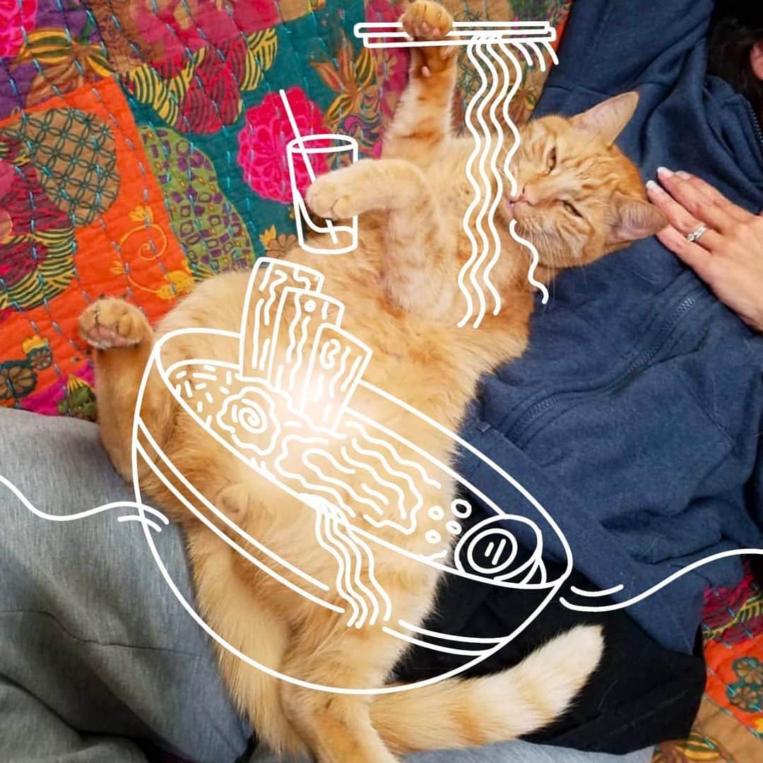 Bob And His Humanさんのインスタグラム写真 - (Bob And His HumanInstagram)「Forget the pumpkin spice, bring on the ramen! 🍜 🍂」10月15日 5時57分 - idraw_on_cats