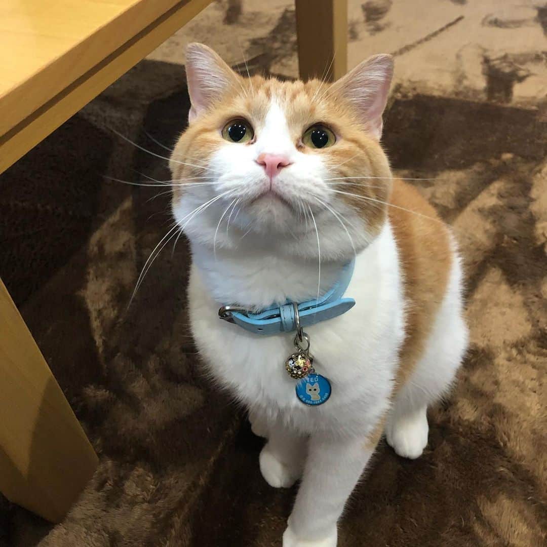 yachimon3のインスタグラム：「おはにゃん😻 ＃今日のにゃんこ ＃見送るにゃんこ ＃にゃんこになりたい」