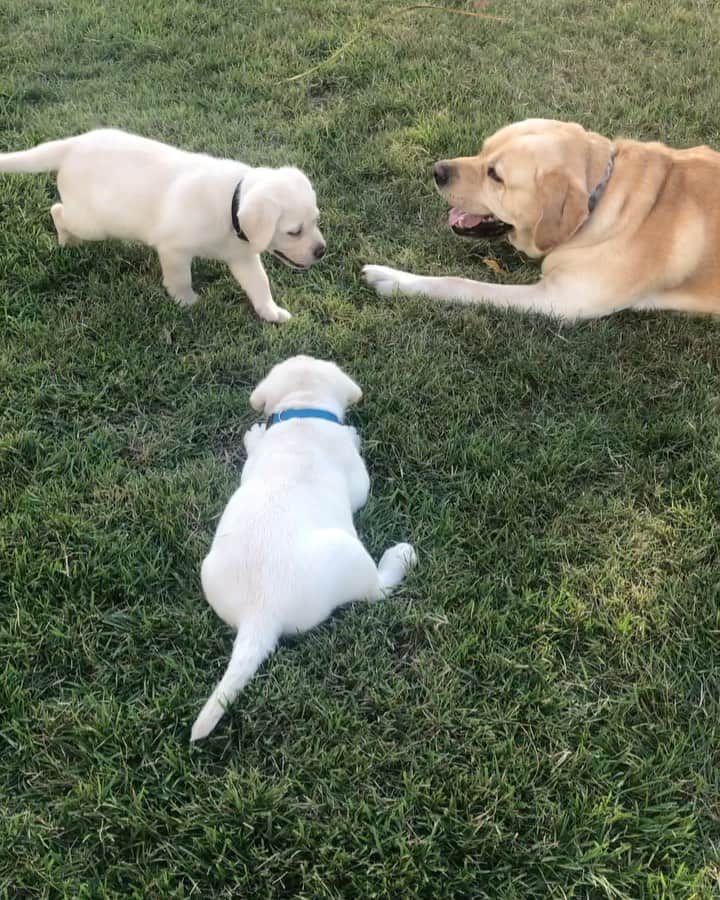 Huckのインスタグラム：「Sorry for the post overload, but love playing with my new brothers, George and Gibbes! . . . . . #brothersfromanothermother #talesofalab #talesofalabpuppy #labrador_class #thelablove #fab_labs_ #thelablove_feature #labs_of_insta #puppygram #yellowlabsquad #yellowlabsofinstagram #puppiesofinsta #worldoflabs」