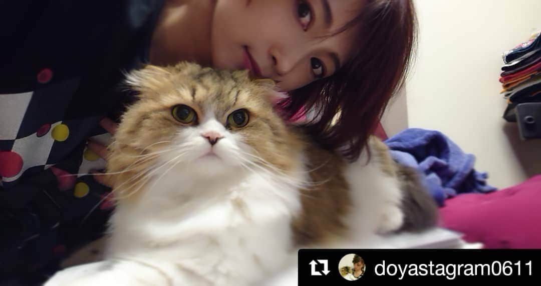 AYASAさんのインスタグラム写真 - (AYASAInstagram)「久ーーーしぶりにどやたんが一緒に写ってくれたのでたまにはこちらのアカウントにも❤️🐈 ・ ・ #Repost @doyastagram0611 (@get_repost) ・・・ 久々すぎる#自撮りツーショット ❤️嬉しみが深い。。。 . 🐈 . #どや #ねこ #cat #ねこ部  #ねこすたぐらむ #にゃんすたぐらむ #ねこのきもち #ねこのいる生活  #スコティッシュフォールド  #スコティッシュ垂れ耳」10月15日 7時20分 - ayasa_doya