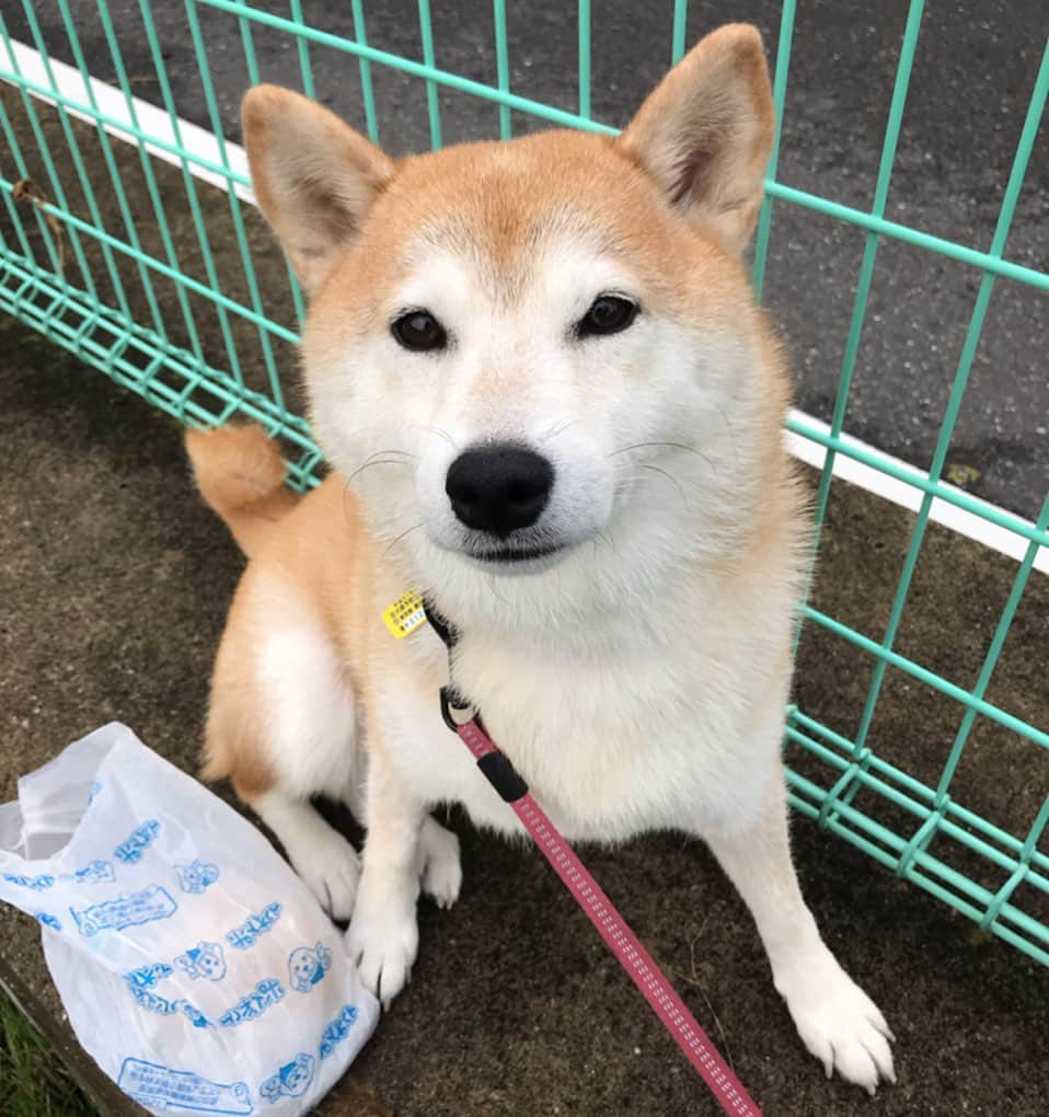 柴犬のモモさんのインスタグラム写真 - (柴犬のモモInstagram)「おはようございます。久し振りにいつもの場所で毛刈りしました #いぬ #イヌ #犬 #柴犬 #赤柴 #日本犬 #犬バカ部 #ふわもこ部 #いぬら部 #癒しわんこ #柴犬マニア #犬のいる暮らし #口角キュキュッと部 #shiba #shibainu #shibadog #dogstagram #dogsofinstagram #shibastagram #shibasofinstagram #shibamania #inu #instadog #toyota_dog」10月15日 7時42分 - shi_ba_i_nu_momo