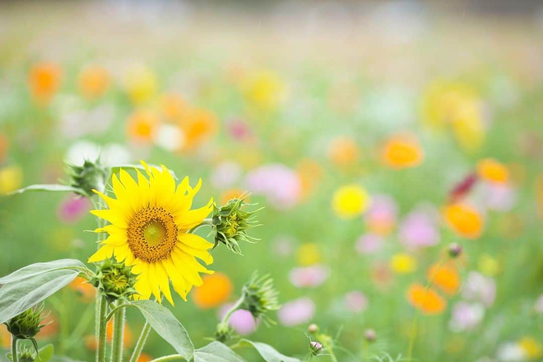 kiccyomuのグルメインスタ