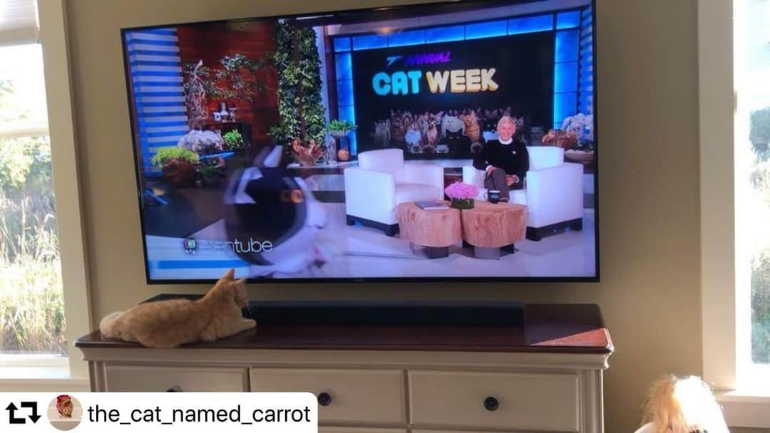 エレン・デジェネレスさんのインスタグラム写真 - (エレン・デジェネレスInstagram)「#repost @the_cat_named_carrot ・・・ Carrot watching @theellenshow #catweek video this morning. We learned three days ago Ellen loves Carrot. Even writing a comment on Carrots photo on Friday that said, “I look at this instagram all the time.” So I told the girls this morning how Ellen loves Carrot and does Cat Week. I pulled up cat week videos to show them and apparently Carrot really enjoyed watching them too. She jumped up there herself to get best seat in the house. So we watched a bunch of #catweek videos and Carrot couldn’t get enough of them. I think Carrot can become the next cat week sponsor. 😹 📺🐈🥕 🐾😸@the_cat_named_carrot @theellenshow @bailey_no_ordinary_cat @cats_of_instagram @catconworldwide @peoplepets @gato_cats @catconworldwide @andyylassner01 @catstermag @peoplepets @instagram @bethostern @msjennafischer @mandymooremm @andersonanimalshelter」10月15日 9時06分 - ellendegeneres