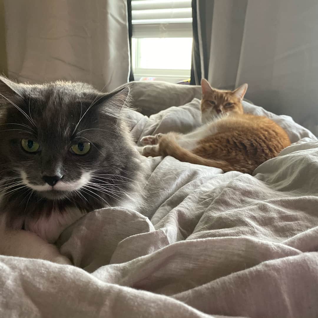 ハミルトンザ・ヒップスターキャットのインスタグラム：「Gio is visiting again! Ham and his best (maybe only) cat friend are reunited for 2 weeks! They showed their excitement by napping somewhat close to each other for 8 hours today.  #mustachecat」