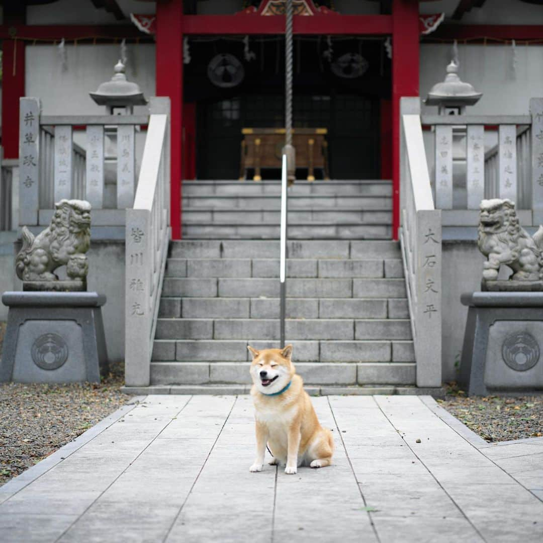 まる（まるたろう）さんのインスタグラム写真 - (まる（まるたろう）Instagram)「Good morning!✨🐶✨狛犬パイセンのお仕事お手伝いしちゃうよ〜 #これってウエルカムな感じ出せばいいんかな #それともお帰りなさい的な感じかな☺️ #どっちでもいいか #立派な狛犬になりたいです」10月15日 9時27分 - marutaro