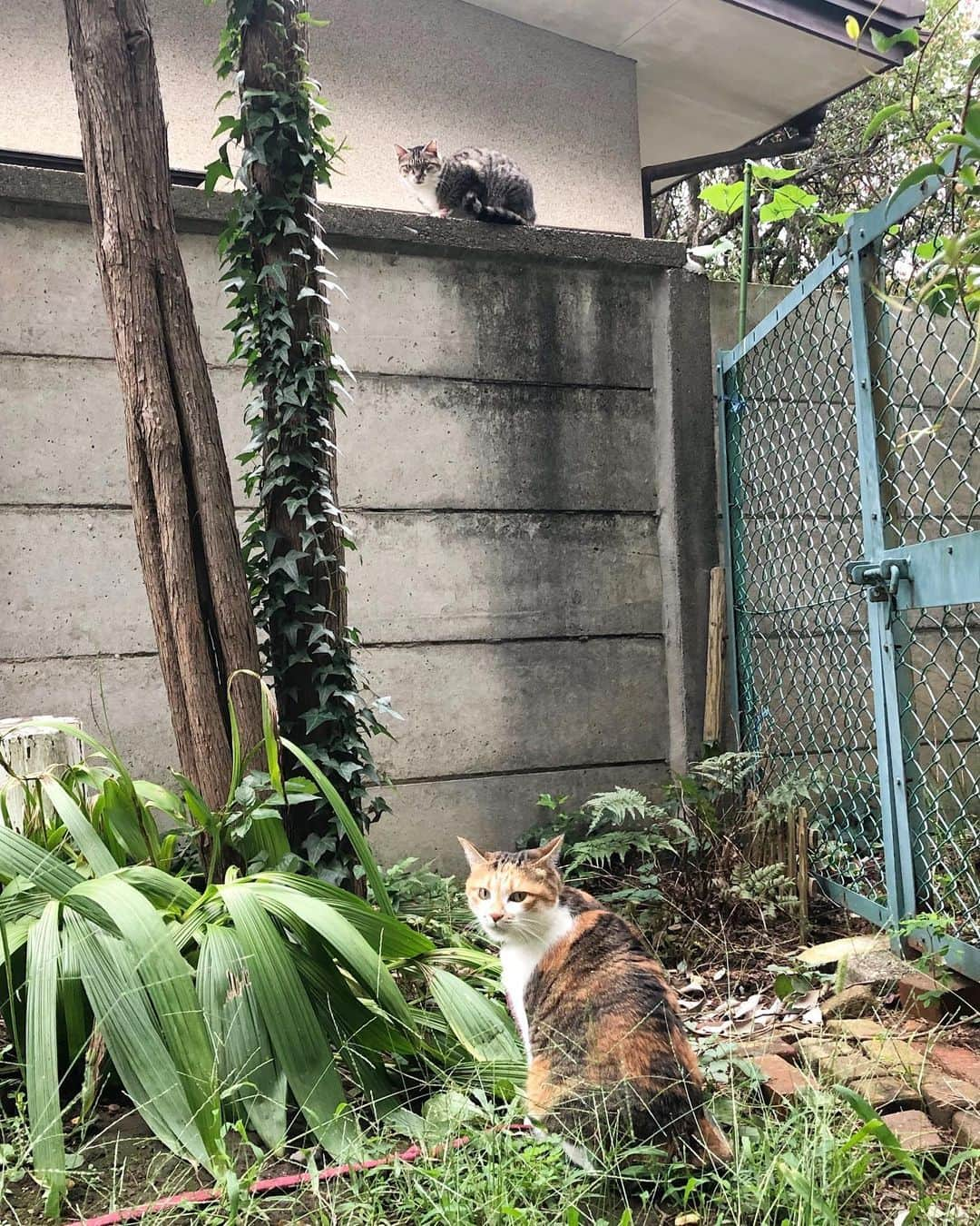 山田稔明さんのインスタグラム写真 - (山田稔明Instagram)「おはよ。札幌の朝、レストランのやでのライブは素晴らしいものになりました。今日は一日ラジオプロモーション。生放送ふたつと収録を夜まで。札幌はもう冬です。鉢合わせたチミとママン。 #ポチ実 #三毛猫 #チミママ」10月15日 9時49分 - toshiakiyamada