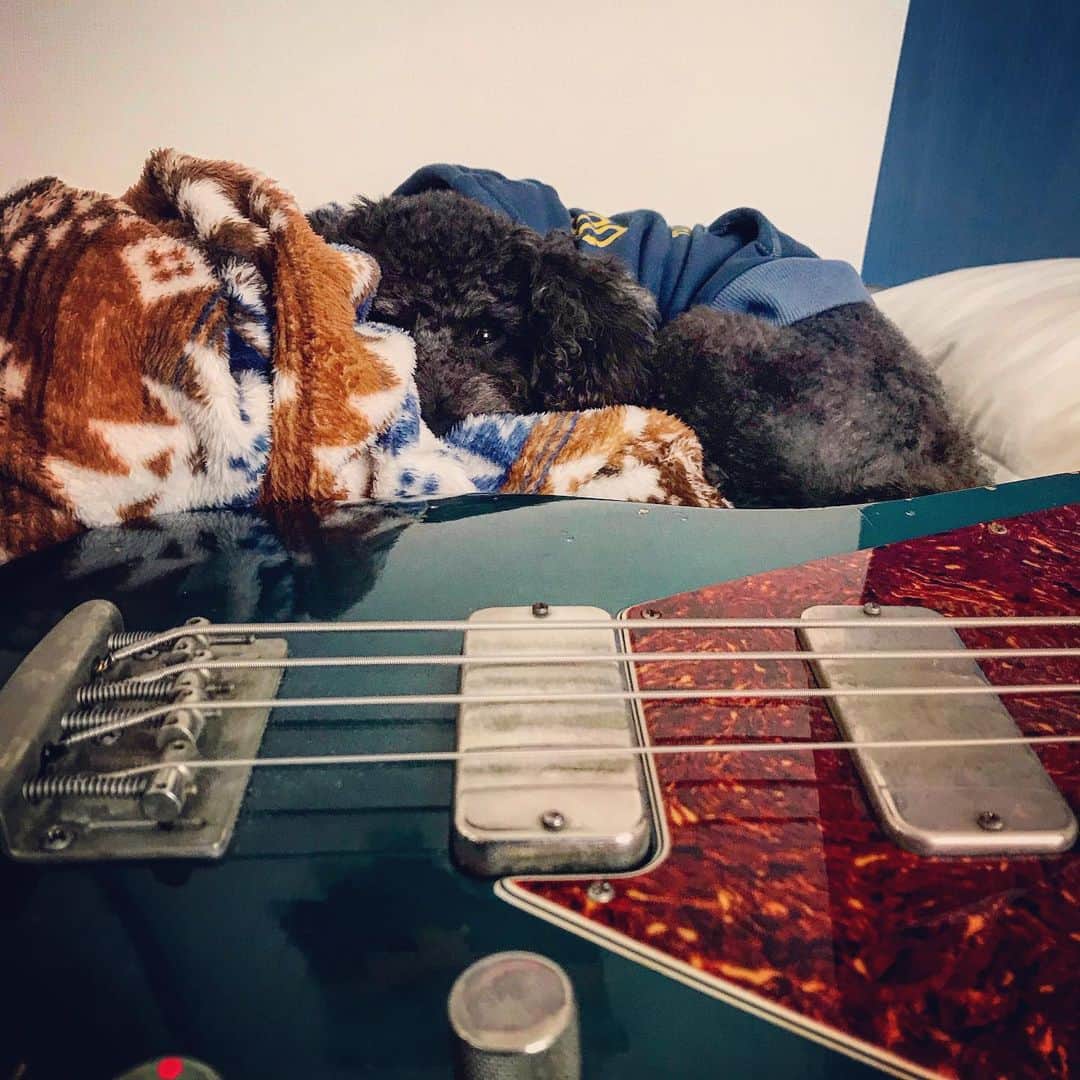 宇野剛史のインスタグラム：「覗き見🐕  #dogstagram  #bass #toypoodle」