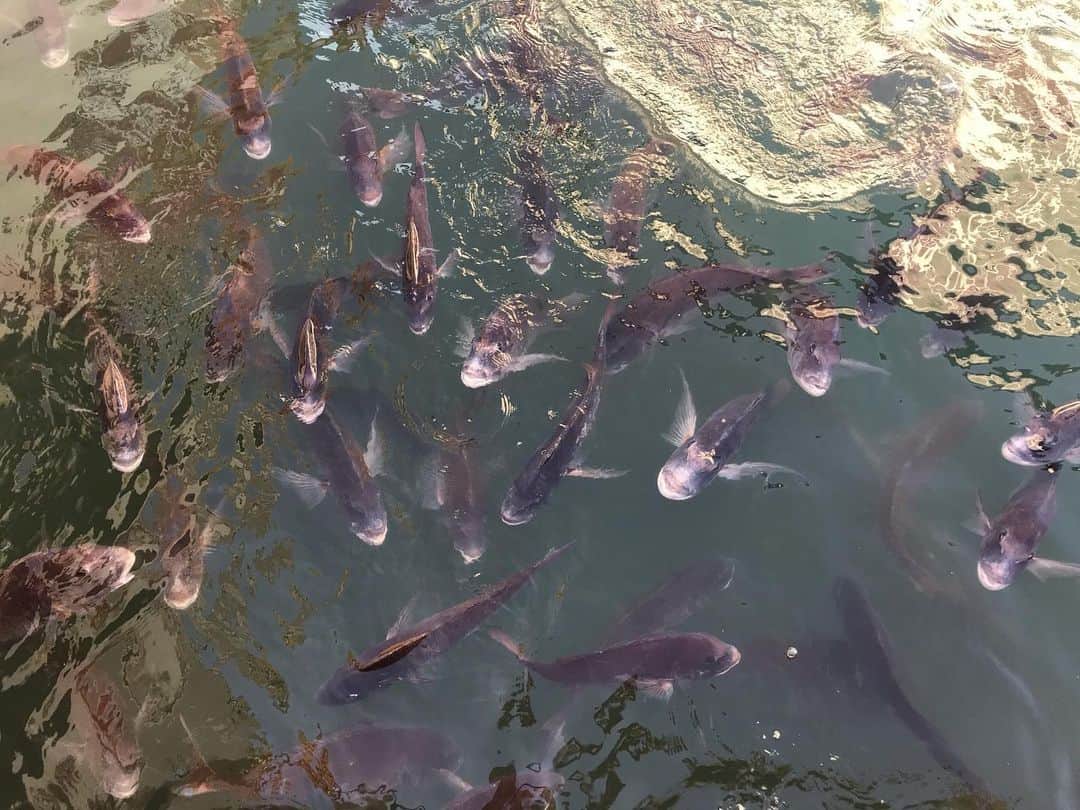 レジャーフィッシングさんのインスタグラム写真 - (レジャーフィッシングInstagram)「飼育されているマダイ。エサやり体験ができるのですが、エサ持って水際に立ったらこの状態。慣れるもんですねぇ。  #マダイ #わくわく海中水族館シードーナッツ #熊本 #上天草 #レトロな雰囲気がたまらない」10月15日 11時05分 - leisurefishing