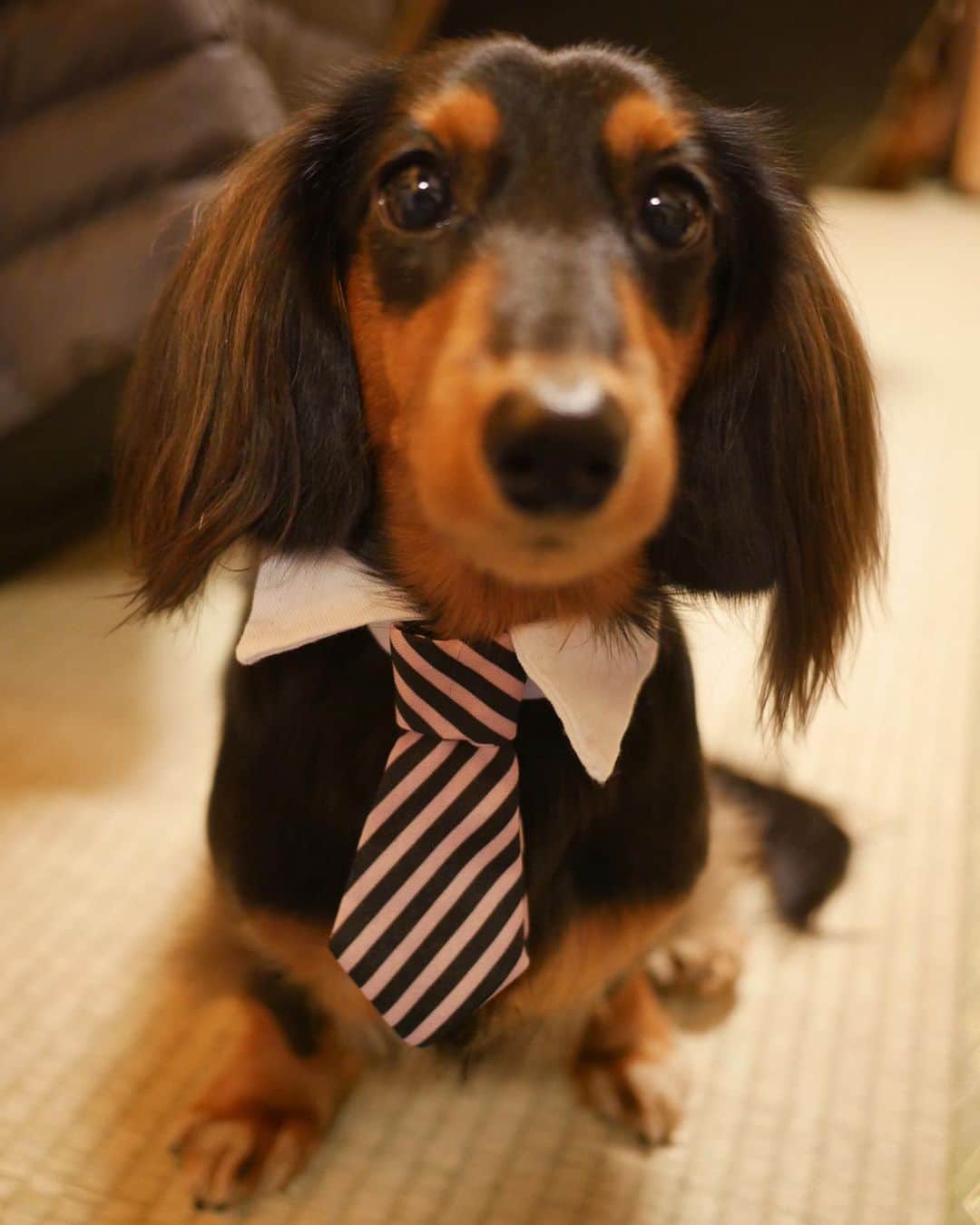 すしらーめん《りく》のインスタグラム：「大学生ウェーブくんです。 #いぬ #スーツ #suits」