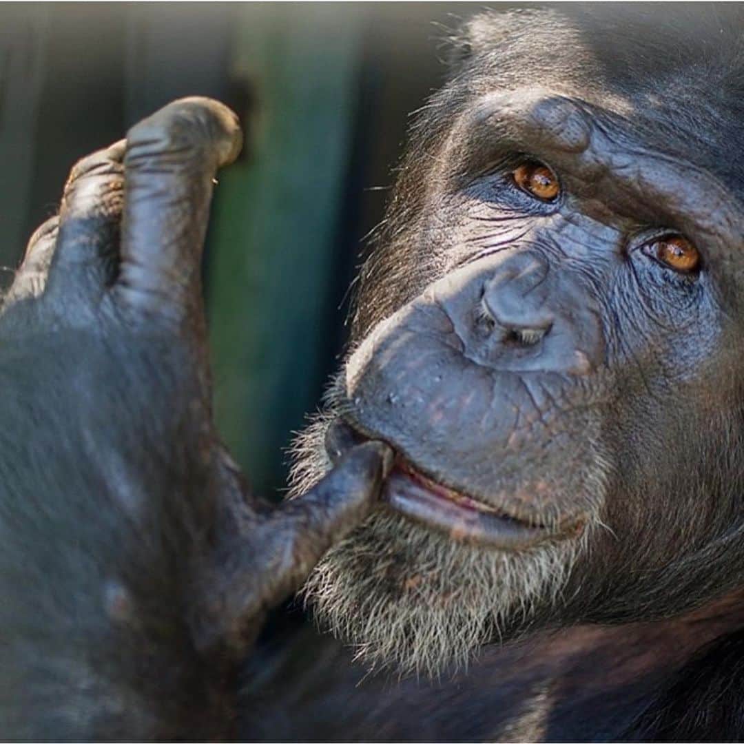 ジュディ・グリアさんのインスタグラム写真 - (ジュディ・グリアInstagram)「Today is Giving Day for Apes!!! Every donation will he matched by one of our generous volunteers up to $25,000!! Anything you can spare today, no donation is too small! Your $5 turns to $10, your $20 turns to $40....you get it. These beauties deserve a better life and we can help them! Go to @projectchimps or projectchimps.org to donate today. (Most photos by Crystal Alba 😊)」10月15日 21時17分 - missjudygreer