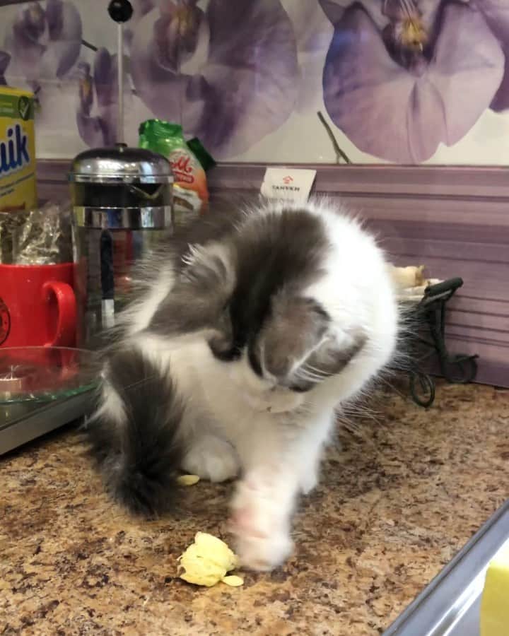 МейнКун MaineCoon Питомникのインスタグラム：「Сезон кабачков 🍆🥒🙄😸Делитесь рецептами🐾🤓」