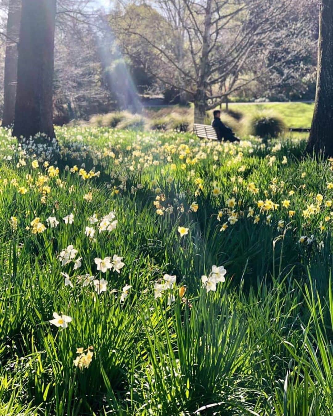 朝日放送「朝だ！生です旅サラダ」さんのインスタグラム写真 - (朝日放送「朝だ！生です旅サラダ」Instagram)「@maipu0125  南島の #クライストチャーチ は、700以上の公園や庭園があり、ガーデンシティと呼ばれています🌿街を歩いていると至る所に可愛らしいお花が咲いてるので、お散歩がとっても楽しく、癒されました🌸🥺季節が逆のニュージーランド なので、今は #春真っ盛り！！日本から運ばれたという桜も綺麗に咲き誇ってましたよ☺️ #緑豊かな街 って、本当に素敵！！✨✨ _ #南島  #季節は春 #桜 #CherryBlossoms #公園 #庭園 #ガーデンシティ #Christchurch #ニュージーランド #newZealand _ #ABCテレビ #朝日放送テレビ #朝だ生です旅サラダ #旅サラダ #旅サラダガールズ  #渡辺舞 #女優 #モデル  #生放送 #土曜 #朝8時 #海外 #旅 #travel #trip」10月15日 22時05分 - tabisalad
