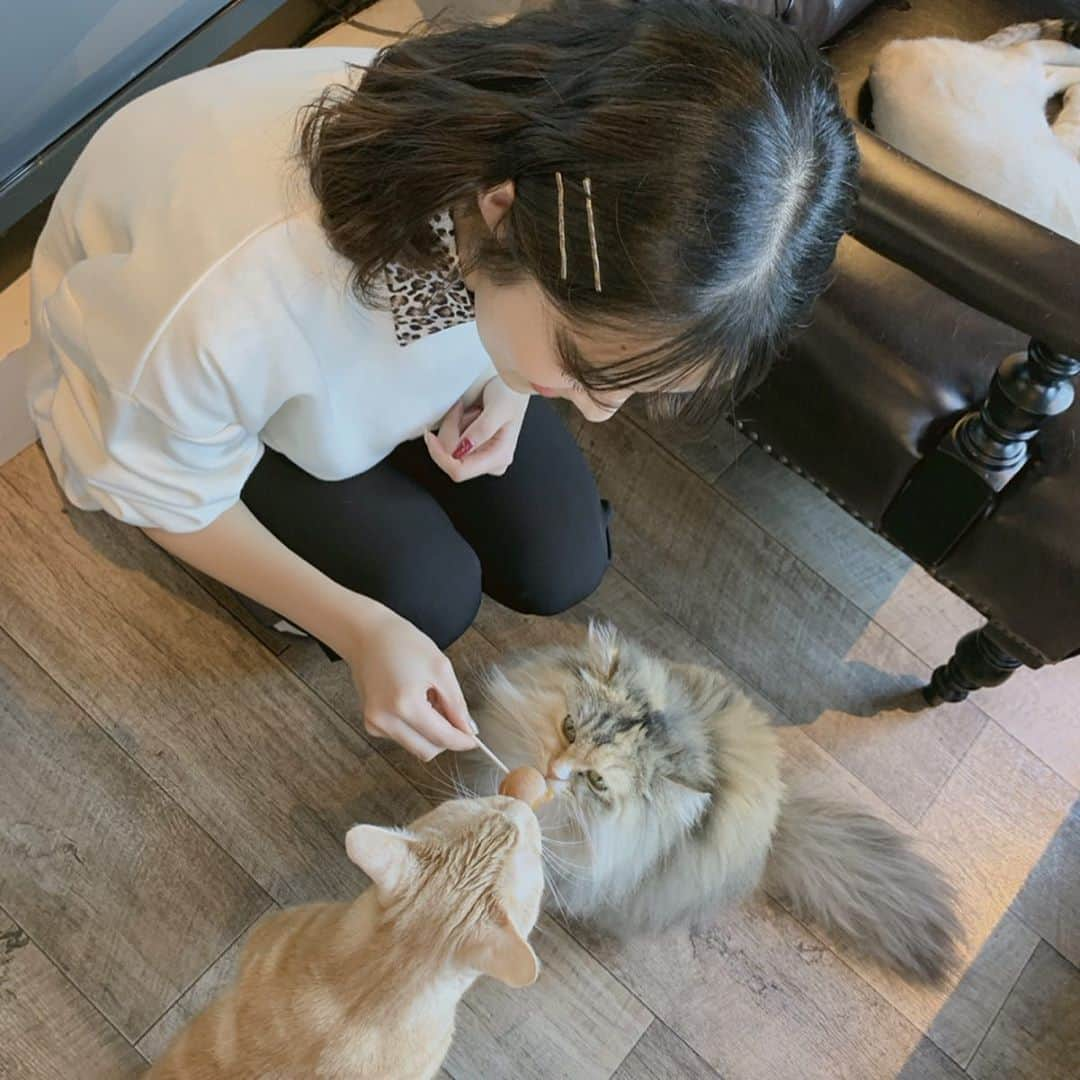 福山絢水さんのインスタグラム写真 - (福山絢水Instagram)「この間みうちゃんと猫カフェいってきた~🐱♥️ もう可愛すぎて可愛すぎて…♥ アイスキャンディーもパクパク食べてくれた^-^ 私の推しはうめぼしくん。 どれだと思う？？ ・ ・ ・ #猫カフェ #渋谷 #猫カフェmocha #あやみん #福山絢水 #カフェ #猫 #cat #instagood #instalike #l4l #日常」10月15日 13時18分 - aya__m02