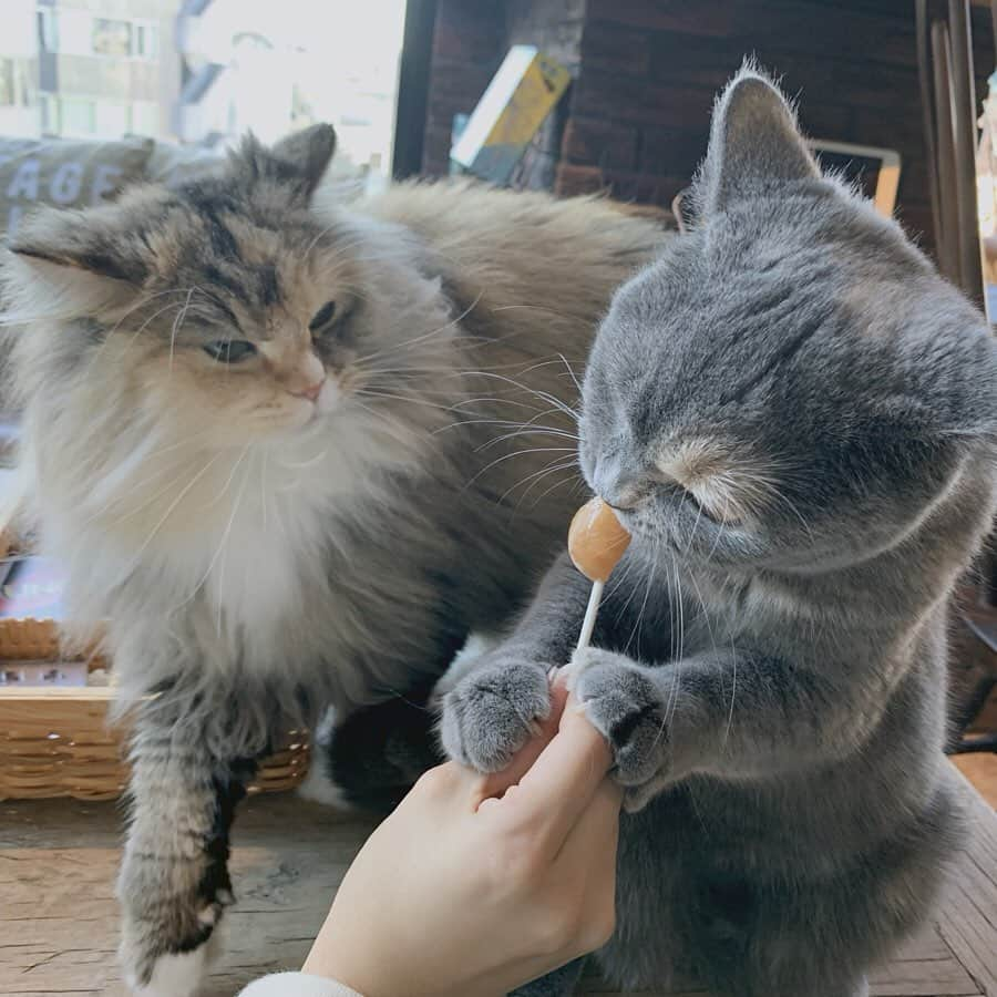 福山絢水さんのインスタグラム写真 - (福山絢水Instagram)「この間みうちゃんと猫カフェいってきた~🐱♥️ もう可愛すぎて可愛すぎて…♥ アイスキャンディーもパクパク食べてくれた^-^ 私の推しはうめぼしくん。 どれだと思う？？ ・ ・ ・ #猫カフェ #渋谷 #猫カフェmocha #あやみん #福山絢水 #カフェ #猫 #cat #instagood #instalike #l4l #日常」10月15日 13時18分 - aya__m02