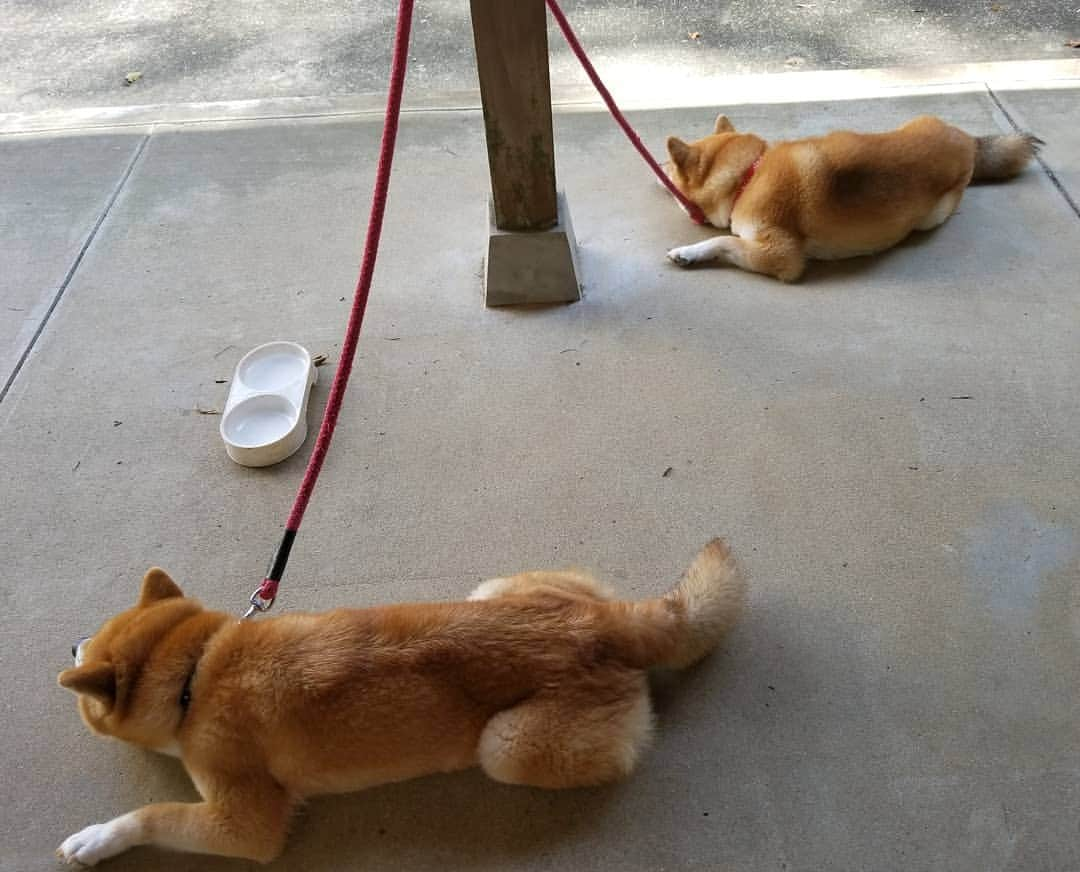 柴犬たま Shibainu Tamaさんのインスタグラム写真 - (柴犬たま Shibainu TamaInstagram)「面白いほど一緒(笑) * Caption trans🇬🇧 They are interestingly similar parents and children(lol) * #柴犬たま #たママ #たま家族 #柴犬ミケ #妊婦ミケ #親子シンクロ #似た者親子 #後頭部フェチ #柴犬 #shiba #shibainu #shibastagram #犬 #dog #多頭飼い」10月15日 13時41分 - tama7653