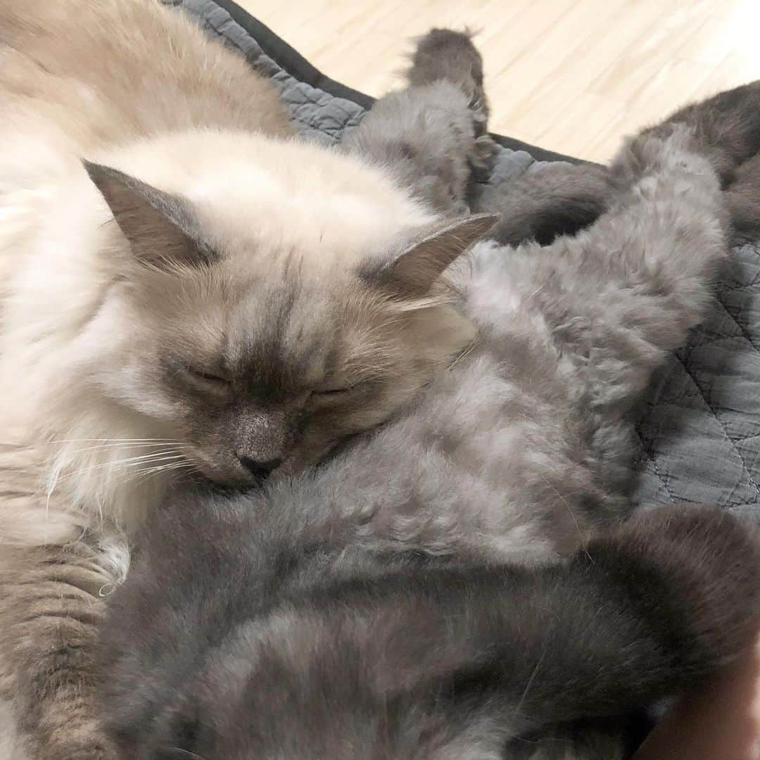 ギモさんのインスタグラム写真 - (ギモInstagram)「누나횽아들, 그리고 엄마까지 껌딱지 임무 완료!✔️ #cat #토토상회 #챠매의바쁜스케쥴  #질척질척 #넘나사랑스러운고영희💕」10月15日 14時25分 - 1room1cat