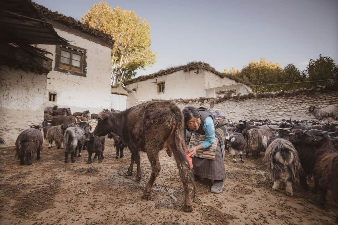 のインスタグラム：「Photo by Cory Richards @coryrichards | Tsiring Wangmo starts her day with the morning milking in Tsarang, Nepal. Her family is one of the few in this remote village who depend upon herding livestock for a living.  #Onassignment in Mustang, we are examining how traditional ways of living are adjusting to the intrusion of modernity. Roads, connectivity, migration, climate change, and tourism all place new pressures upon ancient cultures while also offering new opportunities. In one generation, life here may be unrecognizable to Tsiring and her peers. Text by Ben Ayers @jetbutterflies.  #followme @coryrichards @jetbutterflies and our expedition team Kyle Daly, Above The Clouds, and Abiral Rai for more real-time images from #nepal」