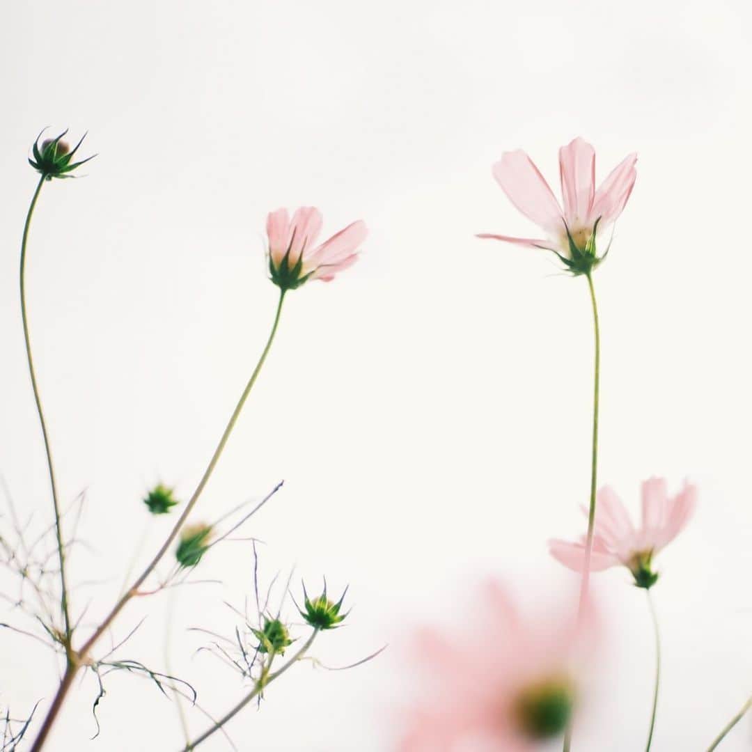 yukaさんのインスタグラム写真 - (yukaInstagram)「休息* ・ ・ ・ #ザ花部 #team_jp_flower  #はなまっぷ #as_archive  #tv_flowers  #私の花の写真#tv_fadingbeauty」10月15日 15時47分 - yuka_ff