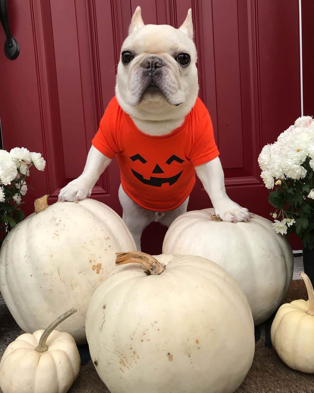 Sir Charles Barkleyさんのインスタグラム写真 - (Sir Charles BarkleyInstagram)「I think my pumpkins need orange shirts too! #theymustbecold 👕: @clubhuey」10月15日 22時29分 - barkleysircharles