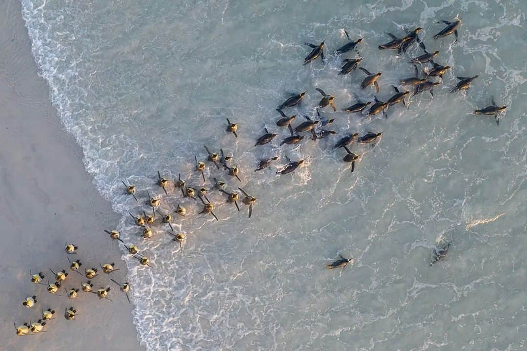 National Geographic Travelさんのインスタグラム写真 - (National Geographic TravelInstagram)「Photo by @DaisyGilardini | King penguins head out to sea to feed in the Falkland Islands (Malvinas). King penguins are very specific about what they hunt and catch. They eat small schooling fish like lanternfish year-round, especially during breeding season. When the weather grows colder they eat more icefish and cephalopods—mollusks, octopuses, and squid—to supplement their winter diet. Follow me @daisygilardini for more images and behind-the-scenes stories. #FalklandIslands #malvinas #aerialphotography #dronephotography  #climatechange」10月15日 17時09分 - natgeotravel