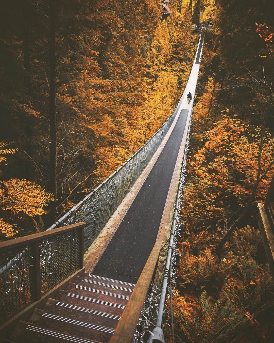 のインスタグラム：「. The changing maple leaves envelope a suspension bridge in Vancouver. Take a walk among the stunning colors until mid-November! 🍂 #UncommonOctober . バンクーバーではメープルの葉が色づき間もなく見頃🍁 11月中旬までがオススメです 🍂 . . photo by @flyzone Post your memories with #FlyJAL . #JapanAirlines #canada #vancouver #autumnleaves」