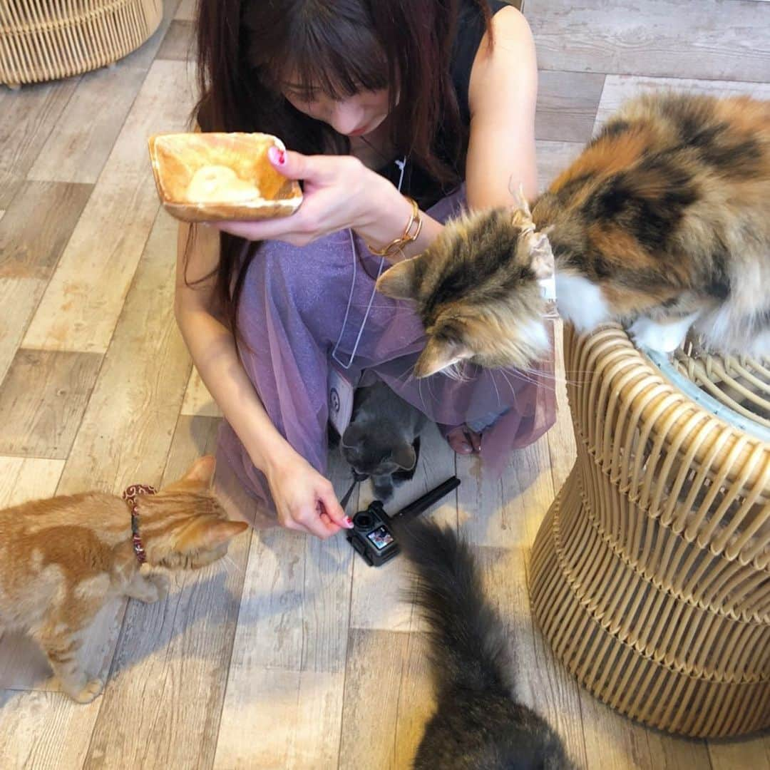 桜花りなさんのインスタグラム写真 - (桜花りなInstagram)「みんなカメラが好き📷❤︎ 猫は何匹いるでしょうか？」10月15日 17時32分 - xxyuricornxx