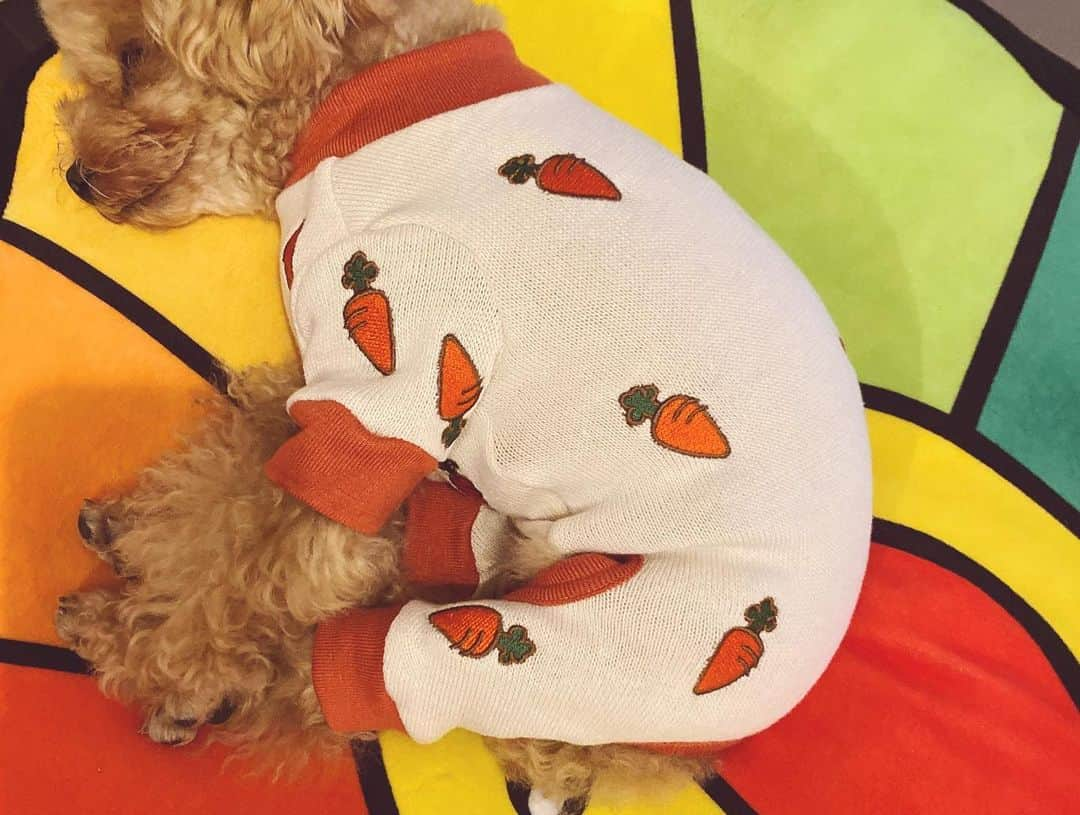 megbabyさんのインスタグラム写真 - (megbabyInstagram)「大切な家族ぱぶたん🧸❤️🥕 @queen_of_pablo  #dogstagram」10月15日 17時34分 - _megbaby_