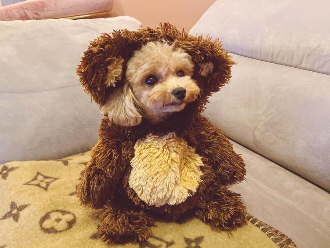 megbabyのインスタグラム：「大切な家族ぱぶたん🧸❤️🥕 @queen_of_pablo  #dogstagram」