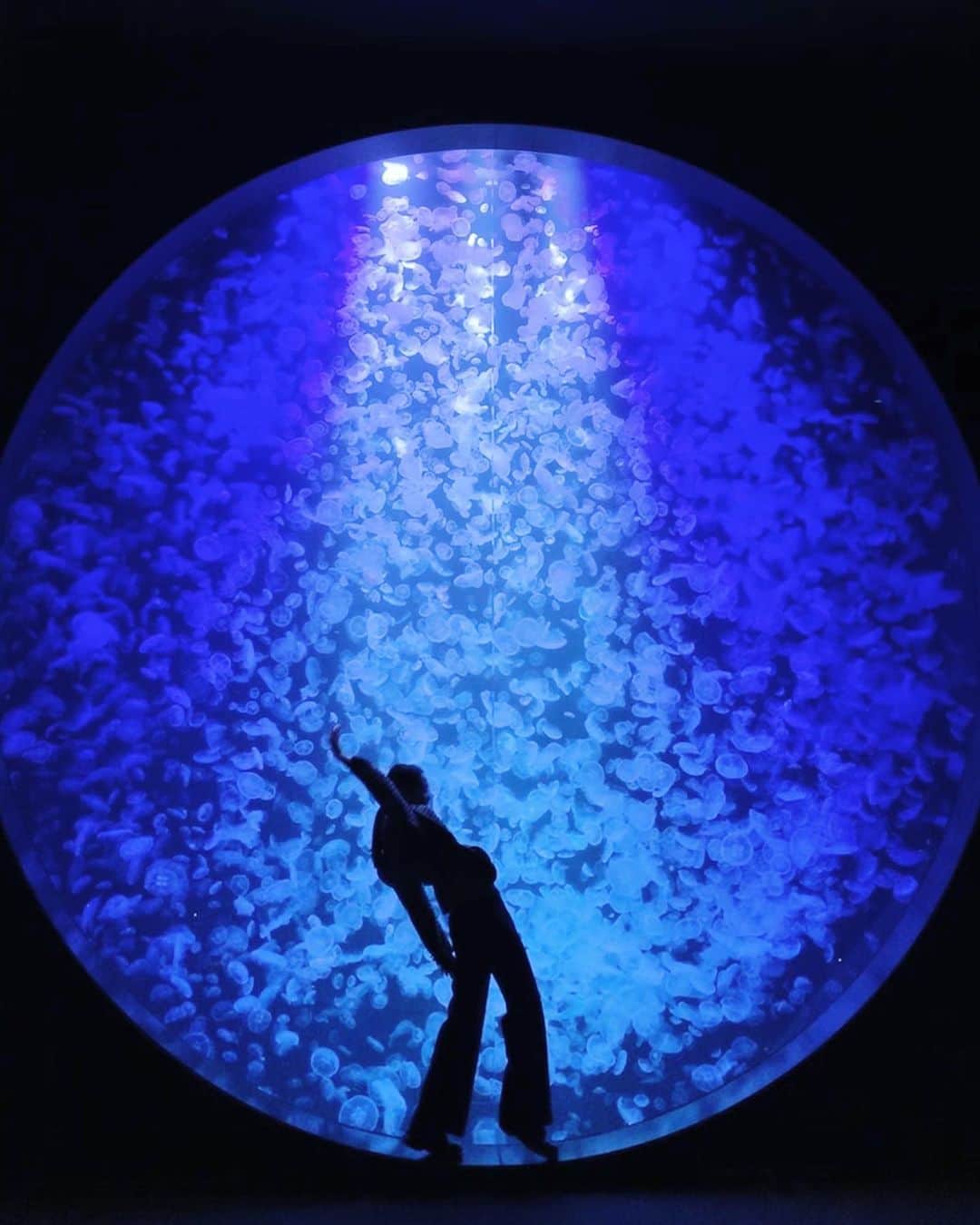 池田莉子さんのインスタグラム写真 - (池田莉子Instagram)「世界一のクラゲ水族館 🖲﻿ ﻿ この大きくて丸いクラゲドリームシアターが、﻿ 一番有名ですが他の水槽も美しかったです。﻿ 海月が50種類以上も展示されている不思議空間は、﻿ 何処か違う世界へワープしたような感覚になります🥺﻿ ﻿ ﻿ 山形へ来た際は是非行ってみて下さい⚪️⚫️﻿ ﻿ #yamagata #kurage #jellyfish #dance #art #japan  #加茂水族館 #海月 #クラゲ #クラゲドリームシアター #山形 #アート空間 #水族館 #鶴岡 ﻿」10月15日 17時37分 - ricoikeda