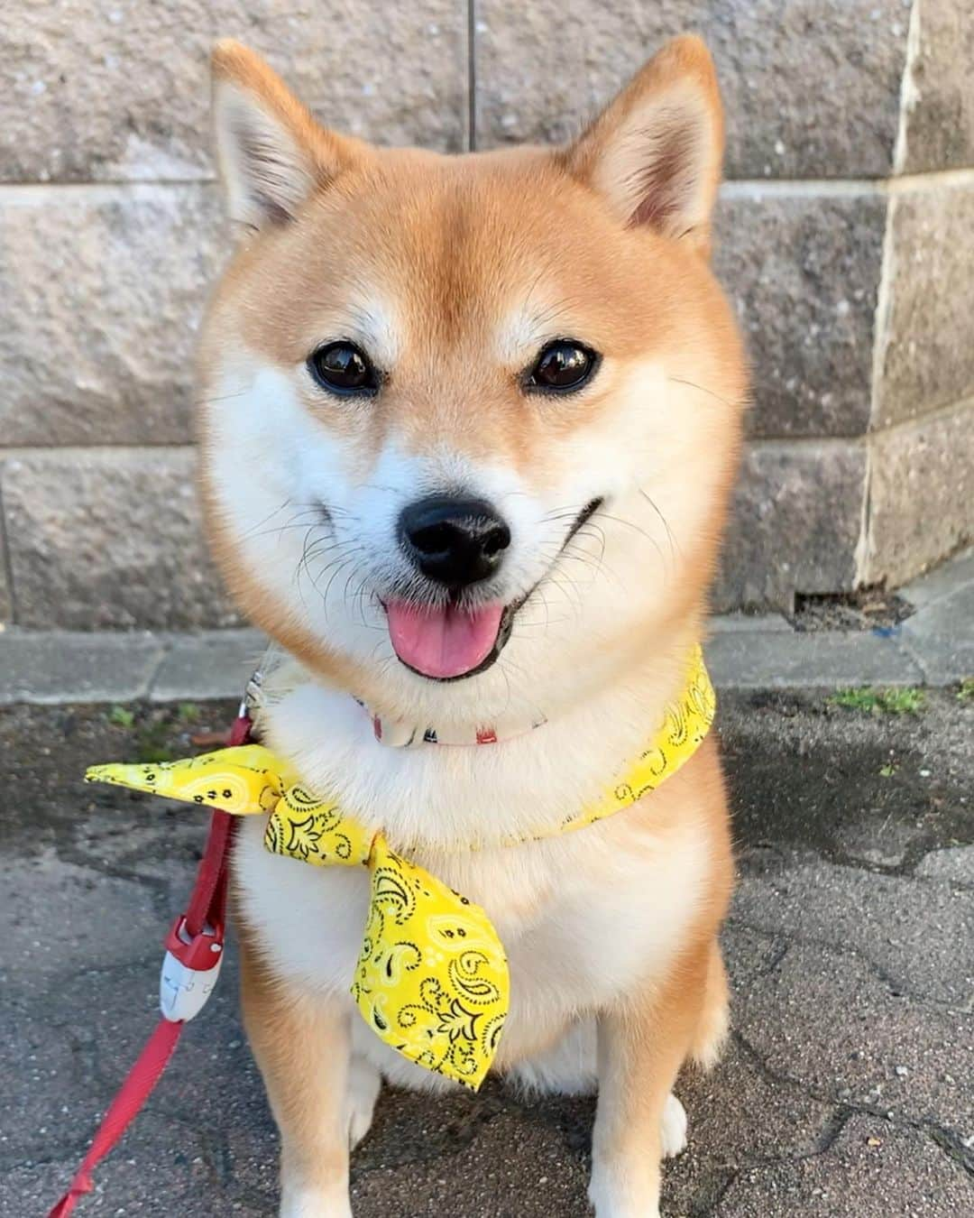 豆柴 サニーちゃんさんのインスタグラム写真 - (豆柴 サニーちゃんInstagram)「. . 後頭部のヘアーが 風でそよぐのが マニアにはたまらない動画🥰 . まつ毛にもキュン💓 . . #風になびく髪 #うしろ髪 #マニアックポイント #マニアにはたまらないはず #まつ毛が可愛い #お鼻ぴくぴく #にこにこ笑顔 #まんまる顔 . #柴犬#豆柴 #赤柴 #まめしばいぬ#まめしば#いぬのきもち#ふわもこ部 #サンデイ#サンデイいぬ組#anicas#shiba_snap #shibainu #shiba#mameshiba #豆柴サニーちゃん」10月15日 17時43分 - sunny_rei_32