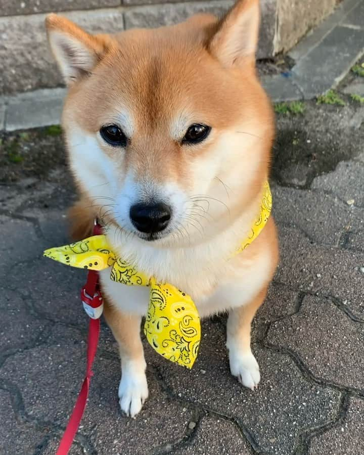 豆柴 サニーちゃんのインスタグラム