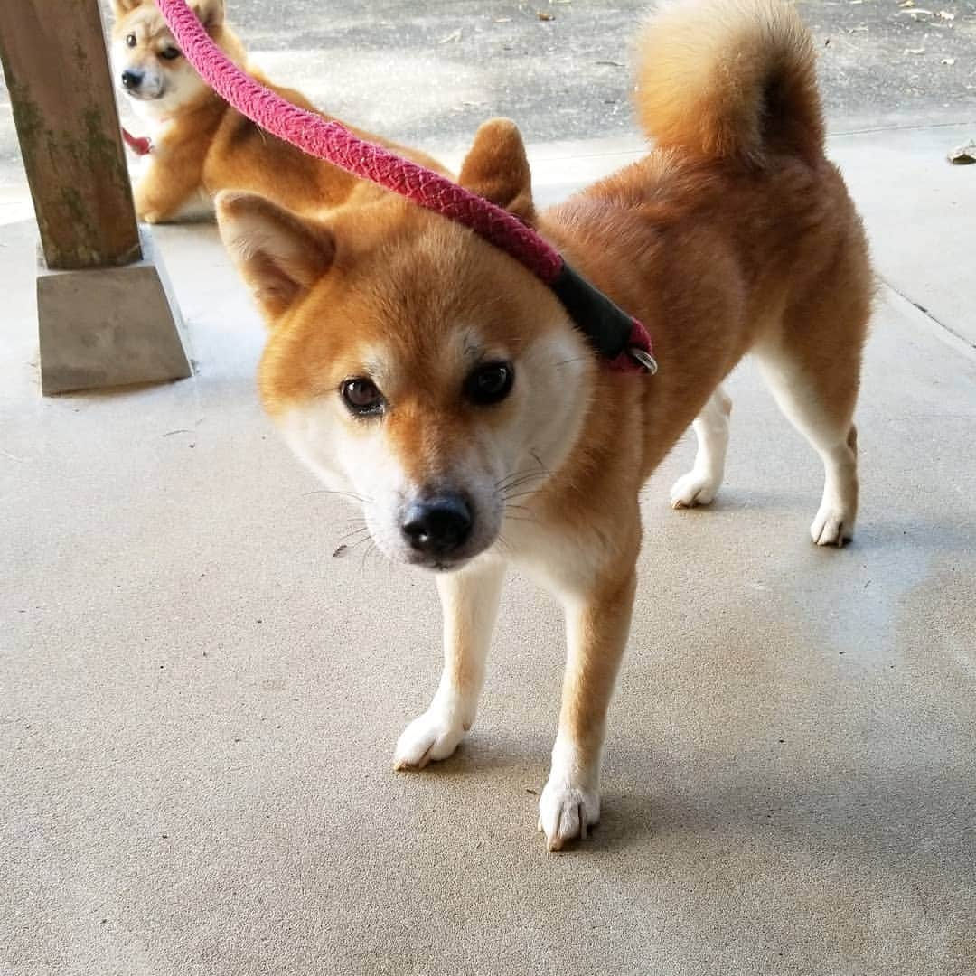 柴犬たま Shibainu Tamaのインスタグラム