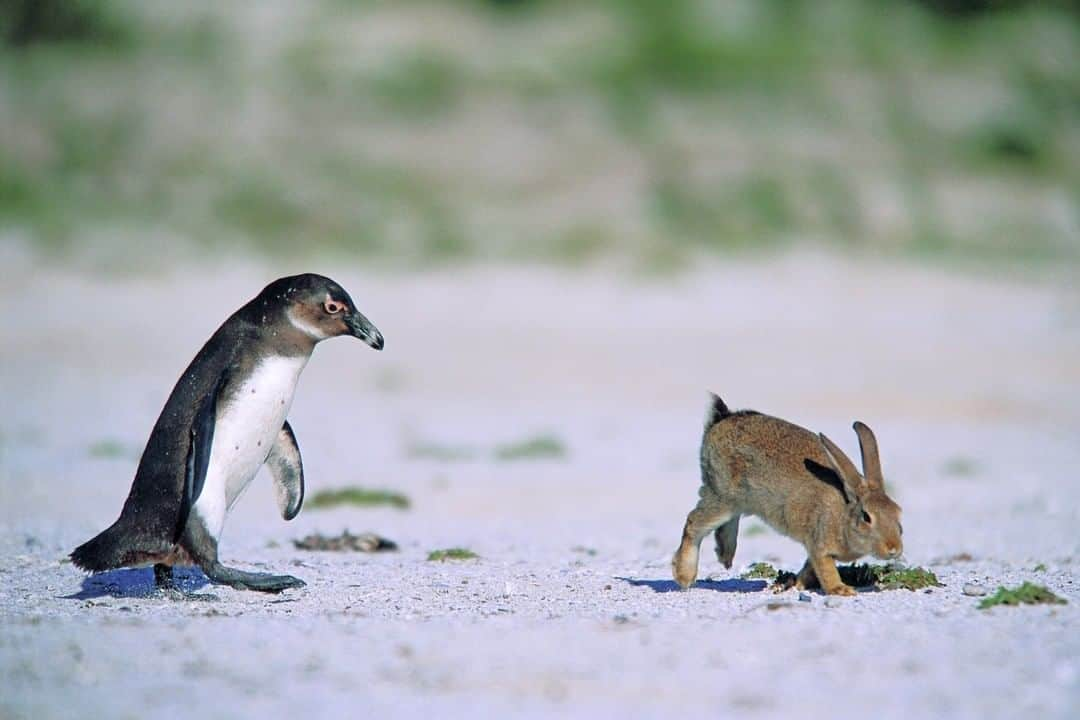 ナショナルジオグラフィックさんのインスタグラム写真 - (ナショナルジオグラフィックInstagram)「Photo by Thomas Peschak @thomaspeschak | Dassen Island, off South Africa’s west coast, was one of the few places in the world where penguins and rabbits interacted on a daily basis. Both species nested and bred in burrows dug into the sandy island soil. I made this photograph in the early 2000s, and this scene no longer exists today. African penguin numbers declined dramatically, due to a lack of their preferred fish prey, caused by overfishing and changes in oceanography. For more photographs of rabbit and penguin antics follow @thomaspeschak.」10月15日 18時39分 - natgeo