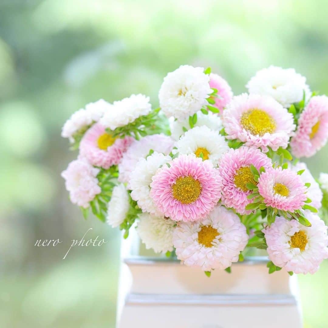 花の写真館のインスタグラム：「Photo by @aroa528.⠀ https://instagram.com/aroa528/⠀ .⠀ Original Post[投稿頂いたURL]⠀ https://www.instagram.com/p/B1TOqDIgtPT/⠀ .⠀ 本アカウントは、 #私の花の写真 をつけてInstagramに投稿された皆さまの花の写真や、「花の写真館」Facebookページで投稿された花の写真を紹介します。⠀ 「花の写真館」Facebookページは、「 @floral.photograph 」のプロフィールにあるURLからご覧ください。⠀ .⠀ #花の写真館 #floralphotograph #floralphoto #flower #flowers⠀ Follow: @floral.photograph」
