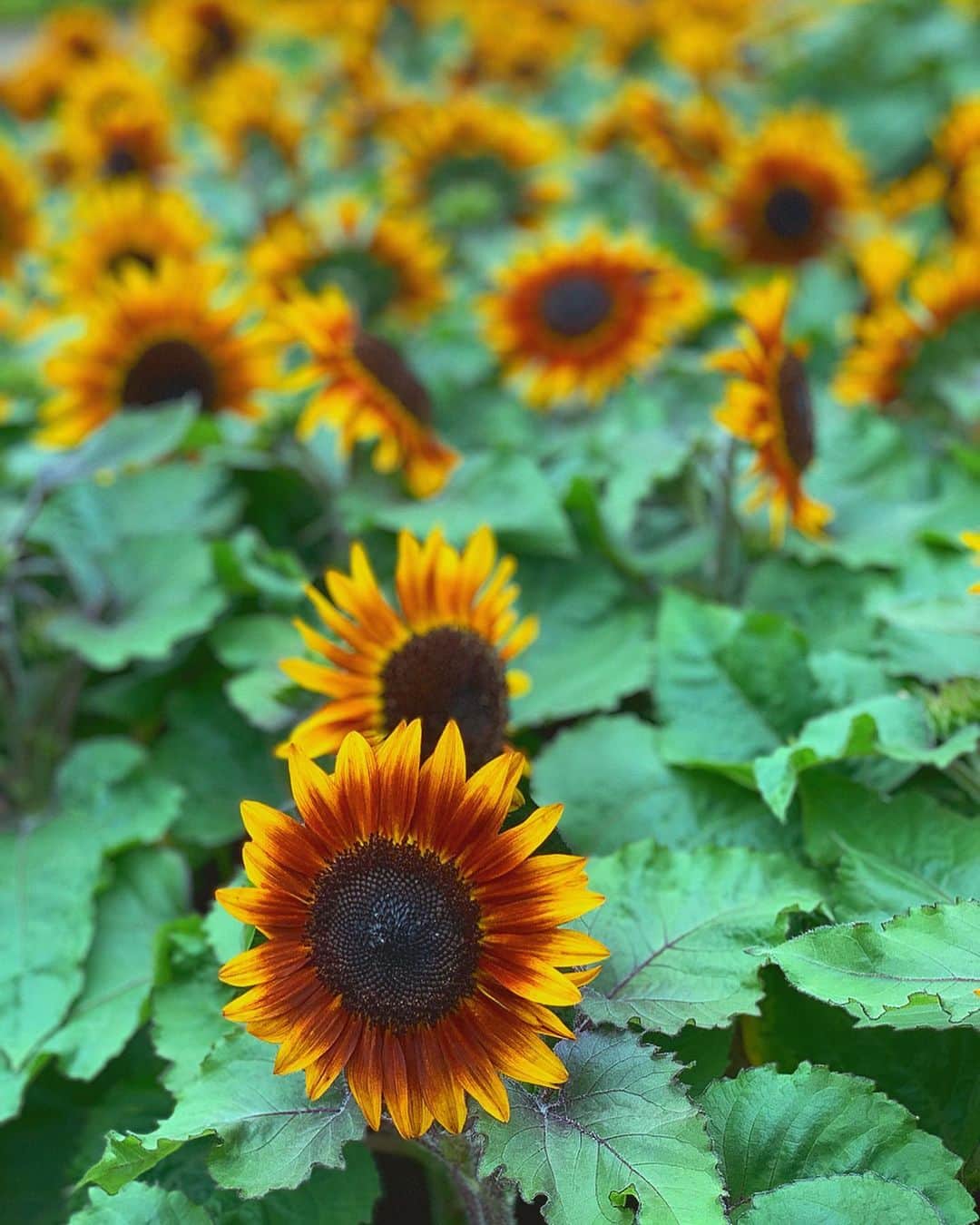 SAYUKAのグルメインスタ