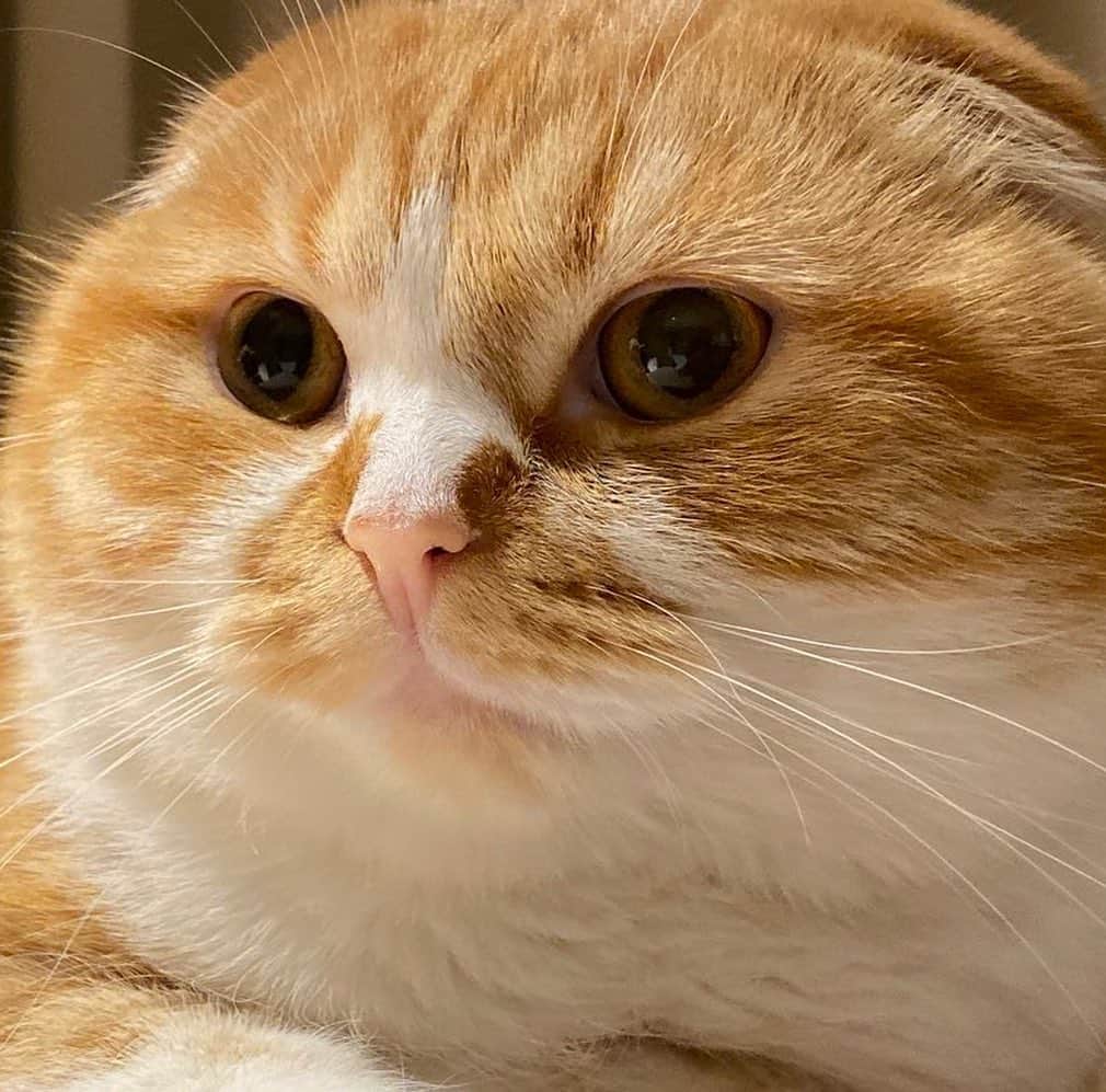 のインスタグラム：「iPhone 11 Proの望遠レンズ使って撮影。画質がヤバい😦📷 #まるお #もふこ #猫」