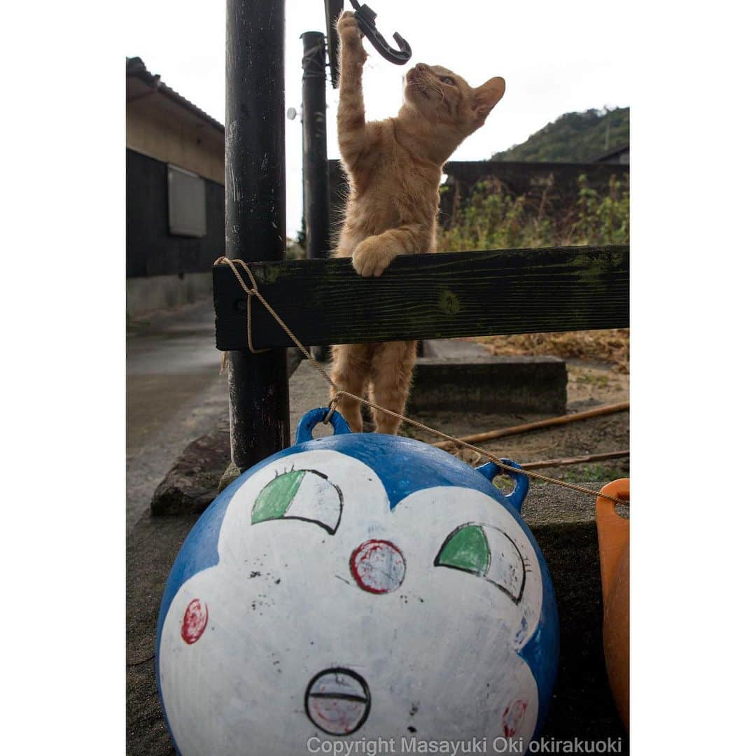 Masayukiさんのインスタグラム写真 - (MasayukiInstagram)「気になるね。  おはようございます。 Good morning from Tokyo Japan ☁️ #cat #ねこ」10月16日 7時40分 - okirakuoki