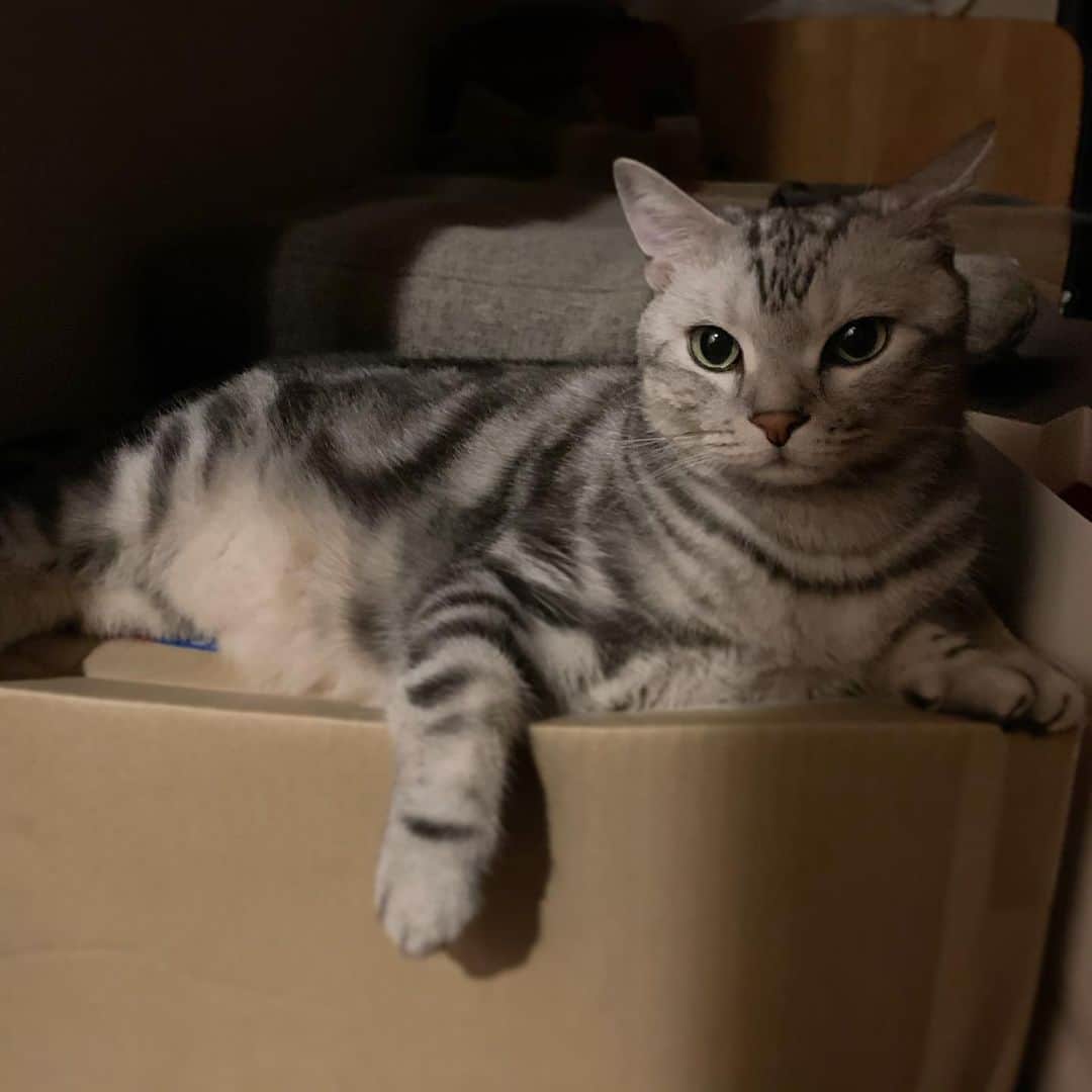 Alain アランさんのインスタグラム写真 - (Alain アランInstagram)「Good morning! Bonjour! Mommy! I like to stay in the box, and also on the box. * おはようございますにゃん! 僕ね、箱の中にいるのも好きだし、箱の上にいるのも好きなんだ。 * #catstagram #cat_features  #topcatphoto #cutepetclub #catsofinstagram #ig_catclub #cats_of_world #meowsandwoofs #meowvswoof#nc_cuties #excellent_cats #catstocker  #bestmeow #magnificenteowdels#bestcats_oftheworld#INSTACAT_MEOWS #peco #animalsco#mofmo#igersjp#みんねこ#ふわもこ部 #lovelycatonline」10月16日 6時07分 - alain_cat