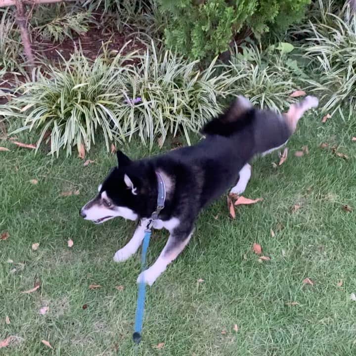 のインスタグラム：「豆さん本日の蹴りっ➰ #豆の蹴りっ #朝んぽ #kuroshiba #blackshiba #shibainu #shibastagram #instadog #dogstagram #柴犬 #黒柴 #黑柴 #日本犬 #和犬 #癒し犬 #いぬら部 #ふわもこ部 #柴犬部 #モフモフ生命体 #柴犬のいる暮らし #わんこのいる暮らし #わんこのいる生活 #わんこと一緒 #わんダ動 #わんだふるJapan」
