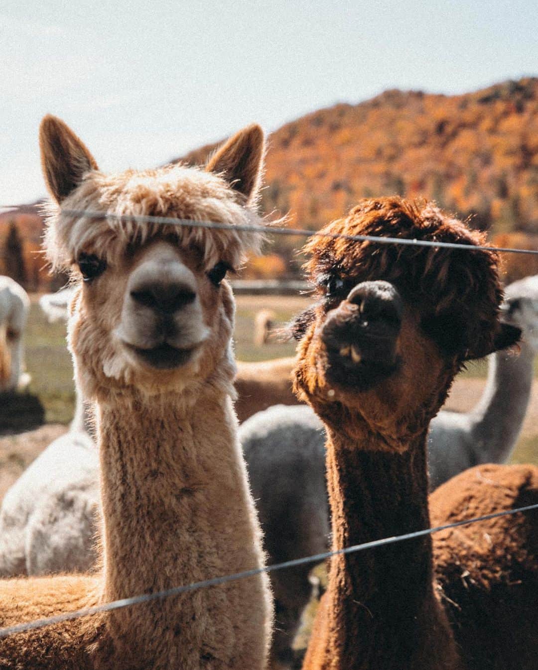 Amber Fillerup Clarkさんのインスタグラム写真 - (Amber Fillerup ClarkInstagram)「Rosie is our little alpaca whisperer! She kisses and hugs them with no fear 🧡 we went to Moonacre Farm again to see Karen and her alpacas! If you’re ever in Vermont you’ll have to go meet her and she will introduce you to the gang 🦙🦙 But how are they so cute?!?!? Rosie wanted to bring them home with us」10月15日 22時41分 - amberfillerup