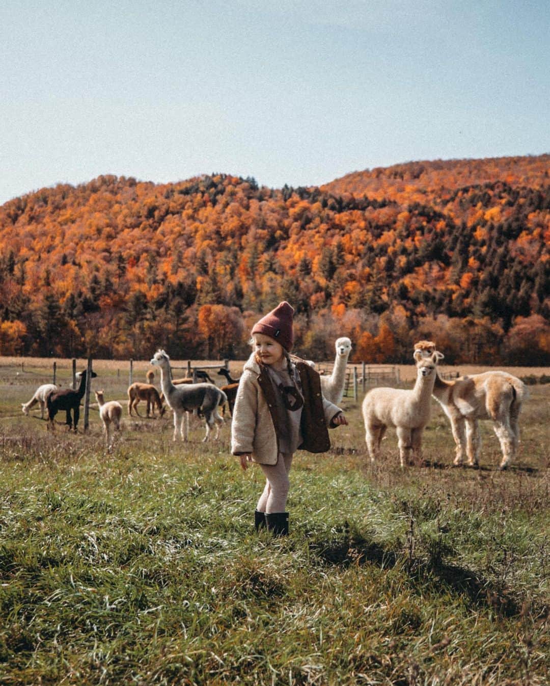 Amber Fillerup Clarkさんのインスタグラム写真 - (Amber Fillerup ClarkInstagram)「Rosie is our little alpaca whisperer! She kisses and hugs them with no fear 🧡 we went to Moonacre Farm again to see Karen and her alpacas! If you’re ever in Vermont you’ll have to go meet her and she will introduce you to the gang 🦙🦙 But how are they so cute?!?!? Rosie wanted to bring them home with us」10月15日 22時41分 - amberfillerup
