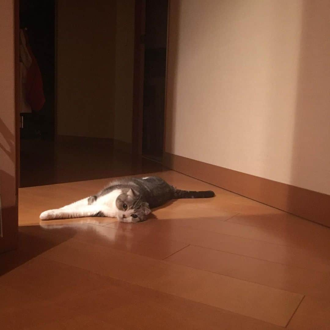 ミツバ&フックのインスタグラム：「今日の気分。お出迎えはしたくないらしい。 #ilovecat」