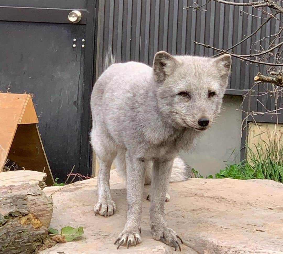 内木志さんのインスタグラム写真 - (内木志Instagram)「北海道に行ってきました❄️ 旭山動物園に行って、いろんな動物を見てきました🐿🐇🦌🦛🦒🐅🐆🐍🐺🐗🦅🐒🐻🦊🦁🦚🦝 写真フォルダが動物達で溢れてるので2枚目から載せますね💕 1枚目は顔パネルにしっかりはめる22歳です🤣 #北海道 #北海道旅行  #旭山動物園 #動物園  #あざらし #動物」10月15日 23時57分 - cocoro_naiki